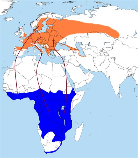 Birds Without Borders The Great Avian Migration From Europe To Africa