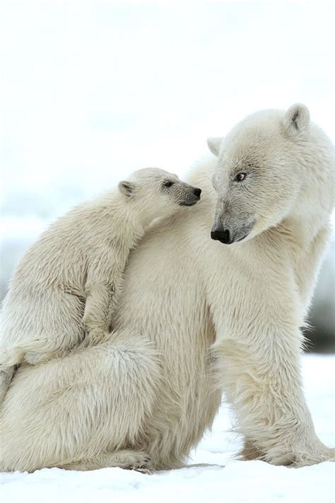 165 Best Images About Polar Bear On Pinterest More Best