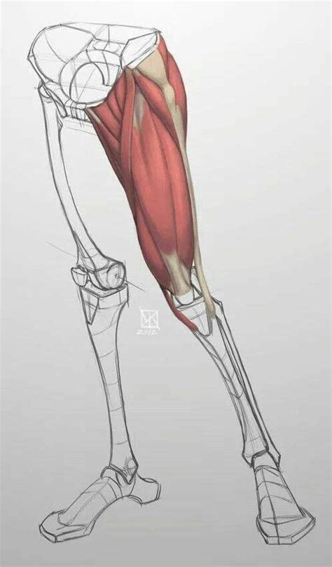 Back Muscles Drawing Reference Female Pin By Max Akbar On Anatomoy