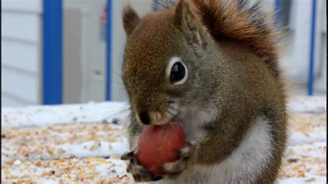 Funny Squirrel Eating A Nut Youtube