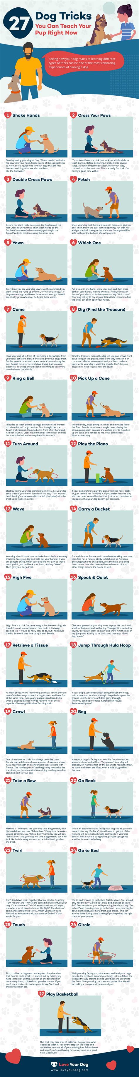 Top 20 Best Tricks To Teach Your Dog