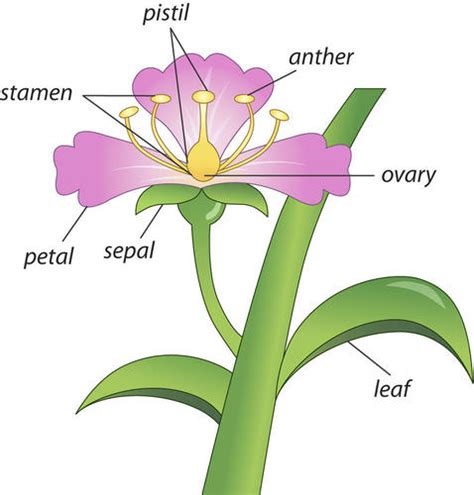 9 10 Flowering Plants Biology Libretexts