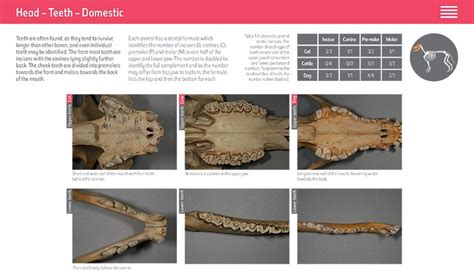 British Mammal Bones Identification Guide Natural History Museum