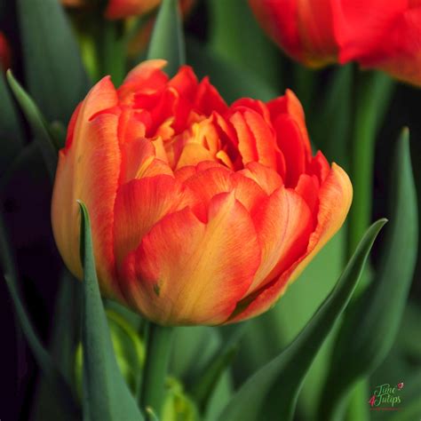 Tulip Monte Orange Time4tulips
