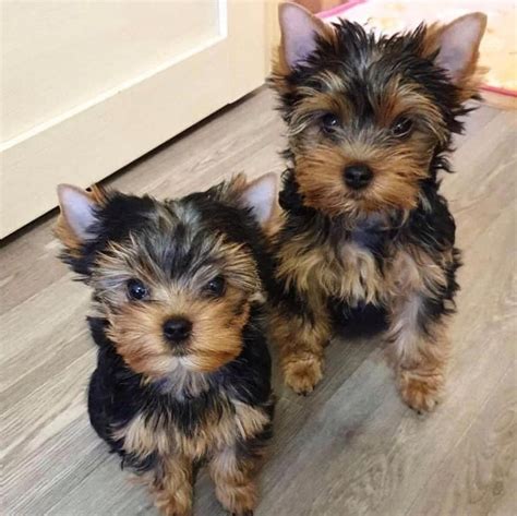 Akc Yorkshire Terrier Puppies For Sale Near Me Yorkie Puppy For Sale