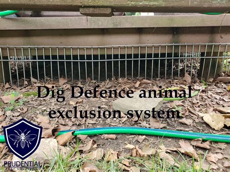 How To Keep Animals Out From Under Your Shed And Deck Prudential Pest