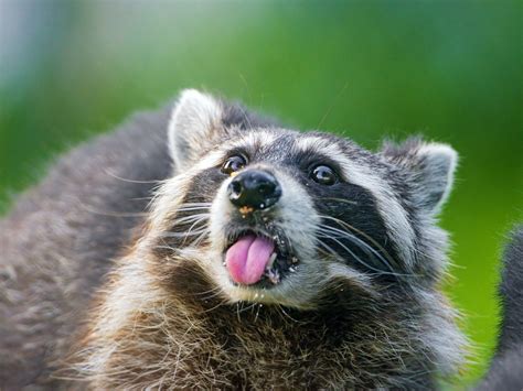 Raccoon Wallpapers Top Free Raccoon Backgrounds Wallpaperaccess