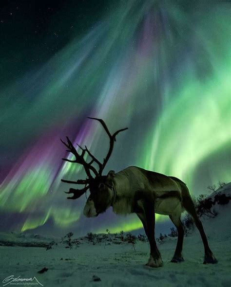 Aurora Borealis Northern Lights Animals Wild Wildlife Photography