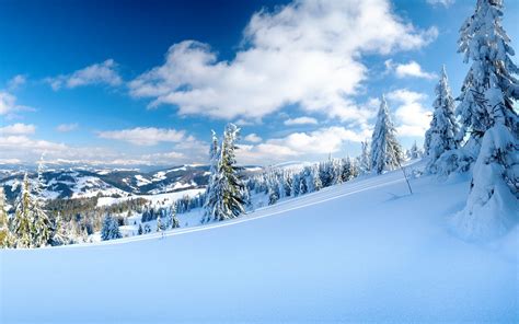 Pine Trees Covered By Snow On Hill Side Area Hd Wallpaper Wallpaper Flare