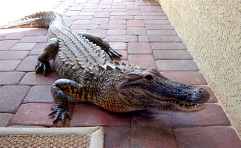 6 Foot Alligator Knocks On Door Of Florida Home