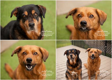 Dogs for adoption at the Wake County SPCA - Raleigh dog photographer