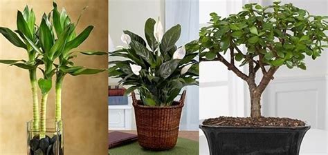 Feng shui for office in east asian cultures. Feng Shui: Indoor plants that bring good luck | Plants ...