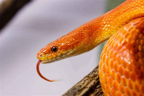 Alibaba.com offers 1,184 pet snakes sale products. Average Cost of Pet Snakes (With 17 Examples) - Embora Pets