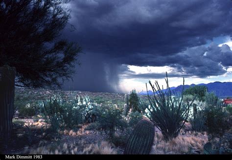 Sonoran Desert Thunderstorms Santa Catalina Mtnts