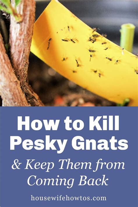 How To Get Rid Of Gnats Drain Flies And Fungus Flies In 2020 How To