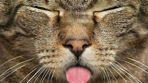 Why Do Cats Stick Their Tongue Out Find Out Inside