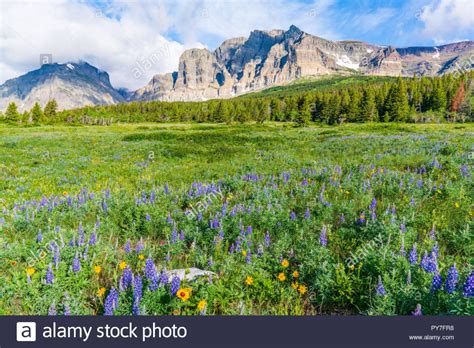 Wildflower Meadow Near Many Glacier In Glacier National Park Montana