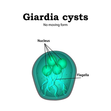 Giardia In Dogs Natural Treatment And Prevention Dr Dobias Dr