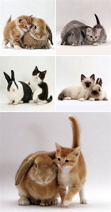 Kittens And Their Matching Bunnies Twistedsifter