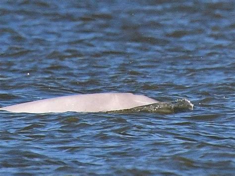 Beluga Whale Seen Again In Thames In ‘astonishingly Rare Event Express And Star