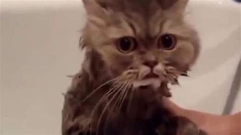 Funny Cat Videos The Silliest Cats Ever Youtube