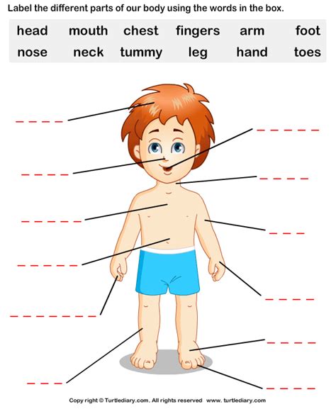 Body Part Worksheets For Kids Thekidsworksheet