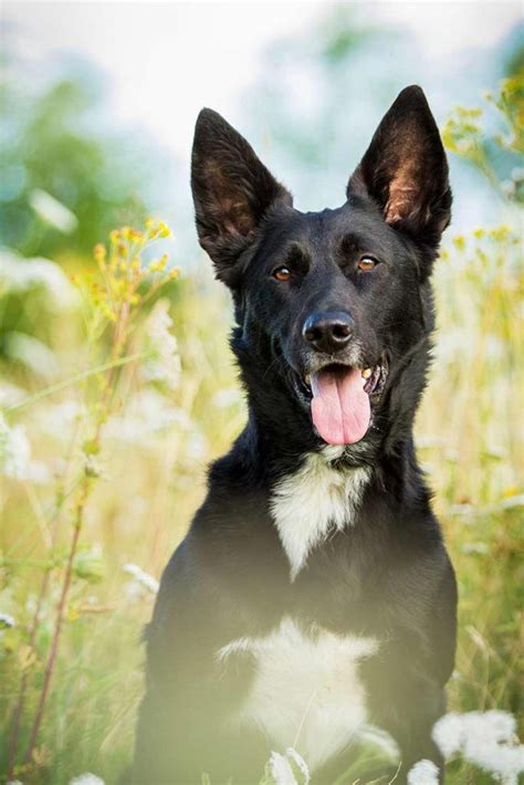 The Shollie A Clever Mix Of The German Shepherd And Border Collie