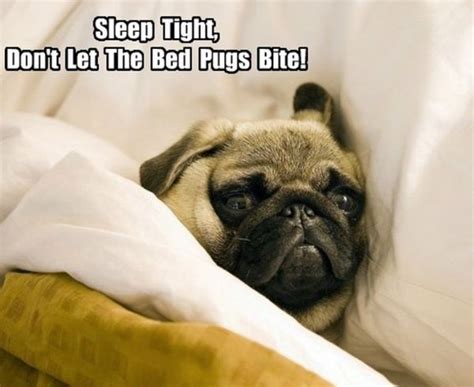 Sleep Tight Dog Humor