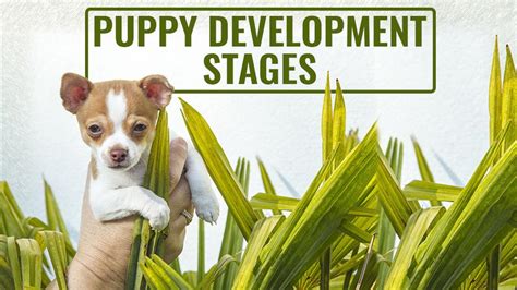 Puppy Development Stages Growth From Birth Petmoo