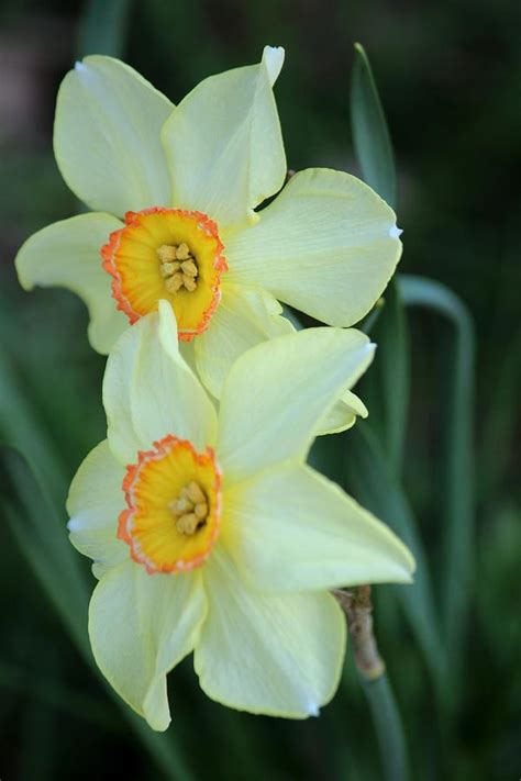 Beauty Of The Daffodils Photograph By Rosanne Jordan Fine Art America