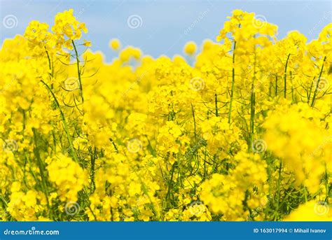Yellow Rapeseed Flowers In A Field Stock Photo Image Of Rapeseed