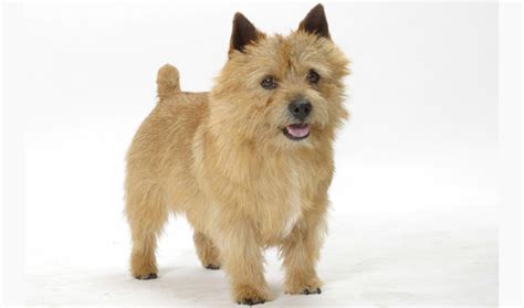 Norwich Terrier Temperament Lifespan Shedding Puppy