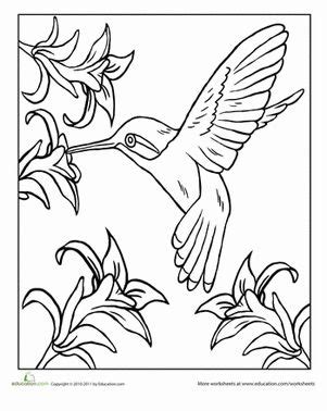 hummingbird coloring page tsgoscom