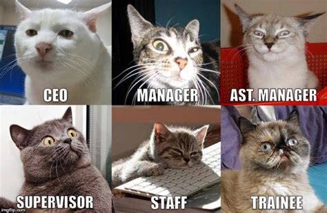 Cute Cat Memes About Work Bing Images Milanfashiondesigner