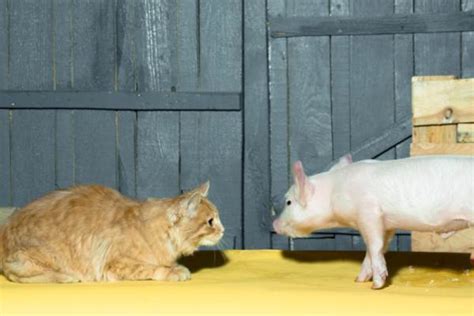 Check spelling or type a new query. Can Cats Eat Pork? - Cats How