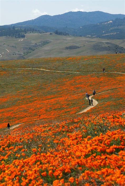 Maybe you would like to learn more about one of these? Poppy reserve park, Antelope Valley, CA | Poppy field ...