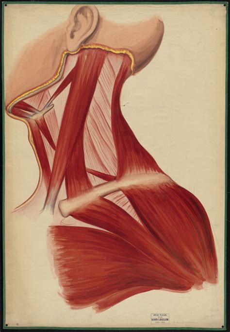 The trapezius is a large, flat, superficial muscle lengthening from the cervical to thoracic area on the posterior aspect of the neck and trunk. Teaching watercolor of the muscles of the neck, chest, jaw ...