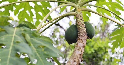 Green Papaya Fruit · Free Stock Photo