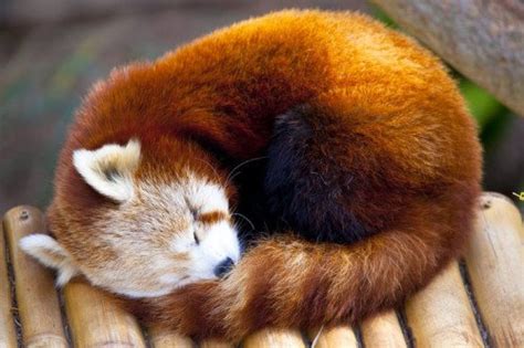 Cute Red Panda Sleeping