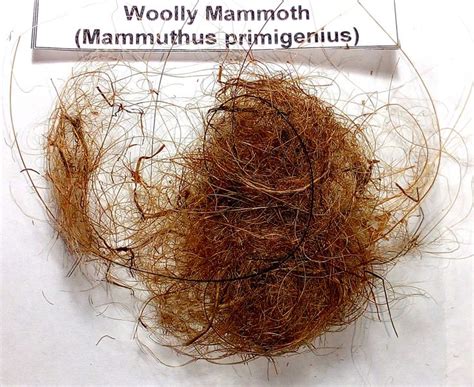 Woolly Mammoth Hair