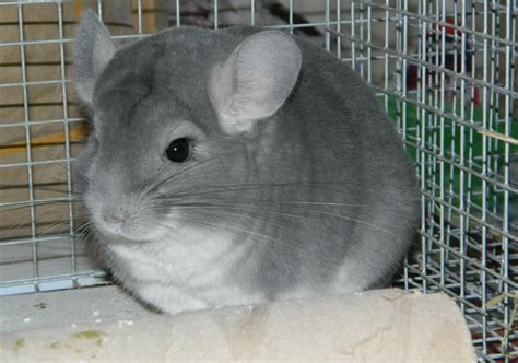 Stay updated about chinchillas for sale pets at home. You Might Be Breaking The Law If You're Keeping Any Of ...