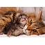 Cat And Kitten  Cats Wallpaper 38834737 Fanpop
