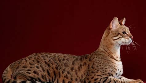 Conheça As 10 Raças De Gatos Mais Populares No Brasil Jardim Animal