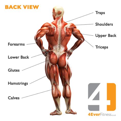 Almost every movement in the body is the outcome of muscle contraction. human body muscle diagram | fitness4evere