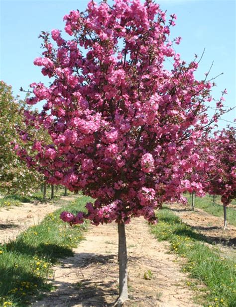 How To Grow Crabapple Trees