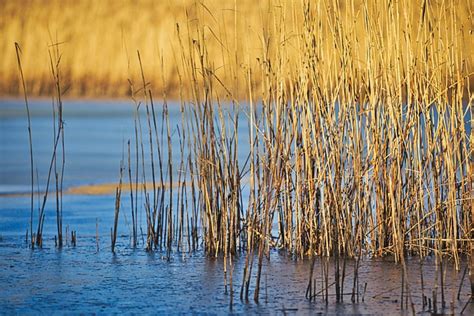 Pond Reed Lake Free Photo On Pixabay
