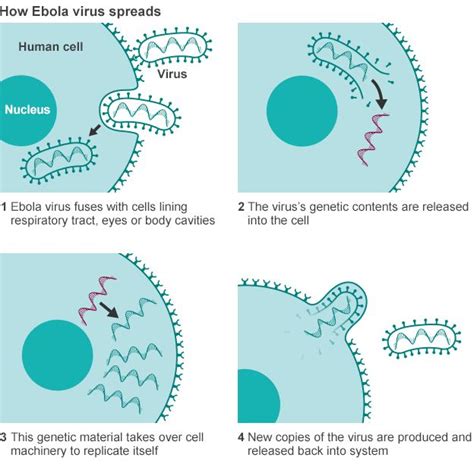 Ebola Basics What You Need To Know Bbc News