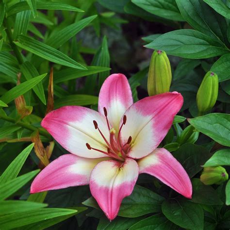 Lilium Asiatic Pink And White 2 Bulbs Per Pack