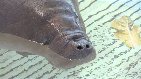 Seaworld Orlando Caring For Male Manatee Rescued South Of Jacksonville