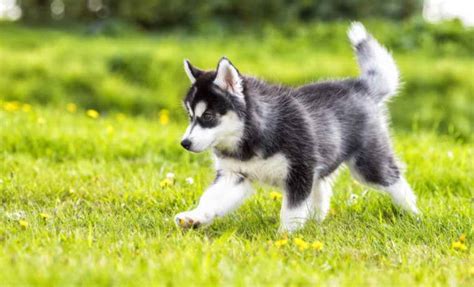 I had this surgery done in small town alabama and the price was a steal compared to the 350.00 my vet in nyc was going to charge me for the surgery! How Much Does A Husky Dog Cost | PETSIDI